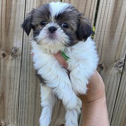 Raspberry (Green Collar) - Red and white female Shih Tzu puppy in Wymore, Nebraska from RVK Bulldogs & Shih-Tzus