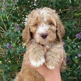 Paul (Revere) - Red male Bernedoodle puppy in Caldwell, Idaho from Treasure Valley Poodles
