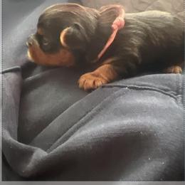 Yorkshire Terrier Puppies from Emilia Morales
