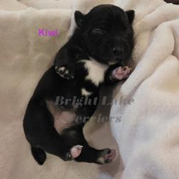 Kiwi - Black and white female Teddy Roosevelt Terrier puppy in Milaca, Minnesota from Bright Lake Terriers