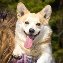 Geordie - Pembroke Welsh Corgi