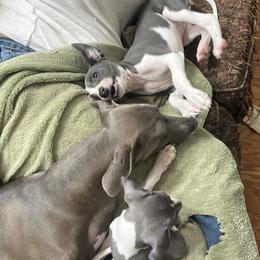 Dutchess (Girl 2) - White and blue female Italian Greyhound puppy in Brooksville, Florida from Fisher Link