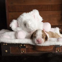 Brittany and Cavalier King Charles Spaniel Puppies from Katy Cavaliers & Barefoot Days Brittanys