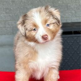 Mango - Red merle female Miniature American Shepherd puppy in Florseville, Texas from Ashber Farm