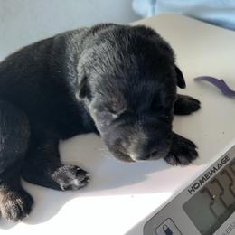 Charli - Black and red female German Shepherd puppy in Winterport, Maine from Vom Stevens Old Fashioned German Shepherds