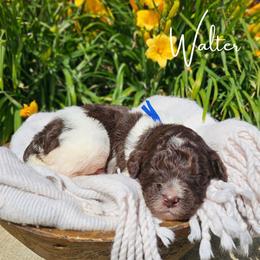 Walter - male Newfypoo puppy in Hardin, Kentucky from Bluegrass Newfypoos