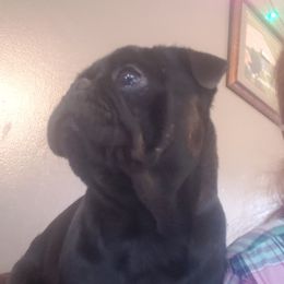 Ace - Pug