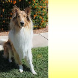 Taz - Collie