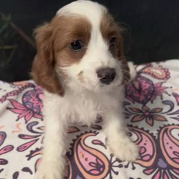 Molly - Blenheim female Cavapoo puppy in Ridgeville, South Carolina from Cavapoo Love Bugs