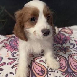 Molly - Blenheim female Cavapoo puppy in Ridgeville, South Carolina from Cavapoo Love Bugs