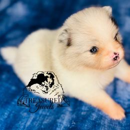 SALLY - Blue merle female Pomeranian puppy in Willis, Texas from Treasured Jewels Pomeranians