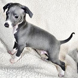 Kingdom Come - Blue male Italian Greyhound puppy in Cadwell, Georgia from All The DoDa Day Italian Greyhounds