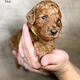 Jett - Red  male Poodle puppy in Abilene, Texas from Mesquite Kennels