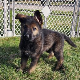 Girl 3 (White) - Sable female German Shepherd puppy in Genoa, Illinois from vom ehrenSchutz German Shepherds
