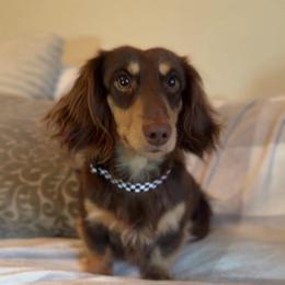 Mochi - Dachshund