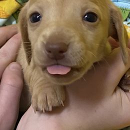 Dachshund Puppies from Penny’s Promises