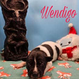 Wendigo - White and black female Rat Terrier puppy in Lynn, Alabama from Cryptic Rat Terriers