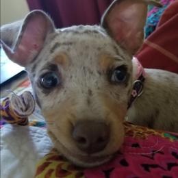 Rat Terrier Puppies from CaliRats Rat Terriers