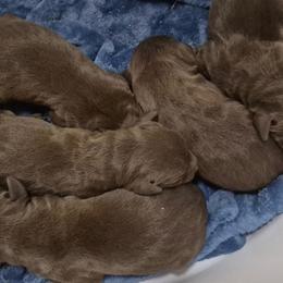 Elitehaus Cavorting - Red and rust female Doberman Pinscher puppy in Commerce, Texas from Elitehaus