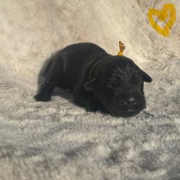 Yellow Collar Female - Black female Labrador Retriever puppy in Kissimmee, Florida from SunState Labs