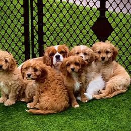 Cavapoo and Cockapoo Puppies from Disney Doodles