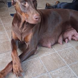 Doberman Pinscher All Grown Up from Dove's K9 Academy