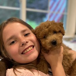 Cavachon and Cavapoochon Puppies from Forever Puppies 4U