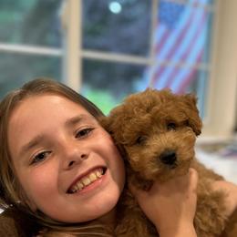 Cavachon and Cavapoochon Puppies from Forever Puppies 4U