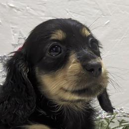 Girl 1 - Black and cream female Dachshund puppy in Mt. Sterling, Illinois from Doxie Do's