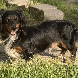 Dachshunds from CBR Mini Dachshunds
