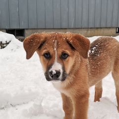 Chinook Puppies from Desert Sol Chinooks