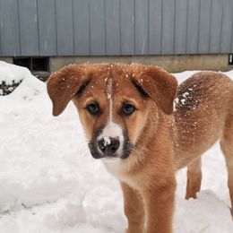Chinook Puppies from Desert Sol Chinooks