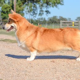 Cheyenne - Pembroke Welsh Corgi