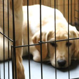 black collar male - Yellow Labrador Retriever puppy in Hilliards, Pennsylvania from Del-Star Kennels