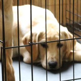 black collar male - Yellow Labrador Retriever puppy in Hilliards, Pennsylvania from Del-Star Kennels