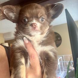 Prancer - Chocolate and tan male Chihuahua puppy in Citrus Heights, California from Golden State Chihuahuas