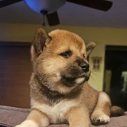 Shiba Inu Puppies from Kiara Coloma