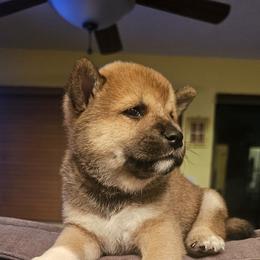 Shiba Inu Puppies from Kiara Coloma