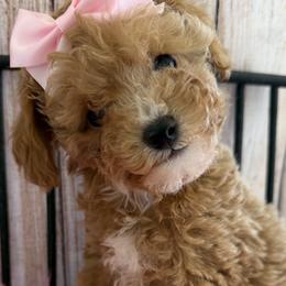 1.8 pounds JILL TINY TEACUP - Red  female Poodle puppy in Orlando, Florida from Denise’s Puppies
