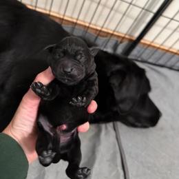 Yellow - Black female Labrador Retriever puppy in Buckley, Washington from Buckley Labradors