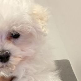 Biewer Terriers, Maltese, Maltipoos, Morkies, Poodles, and Yorkshire Terriers from The Puppy Palace