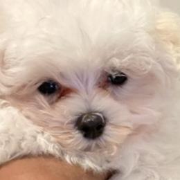 Biewer Terriers, Maltese, Maltipoos, Morkies, Poodles, and Yorkshire Terriers from The Puppy Palace