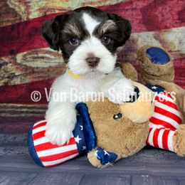 Miniature Schnauzer Puppies from Von Baron Schnauzers