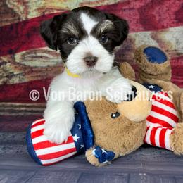 Miniature Schnauzer Puppies from Von Baron Schnauzers