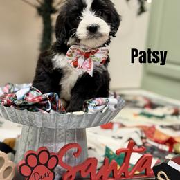 Patsy - Black and white female Bernedoodle puppy in Winfield, Alabama from Rose Lane Doodles