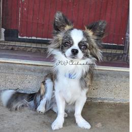 Larry - Chihuahua