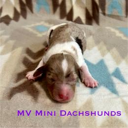 Spirit - Dapple male Dachshund puppy in Carlsbad, Texas from MV Mini Dachshunds