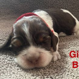 English Springer Spaniel Puppies from Picky’s Puppies