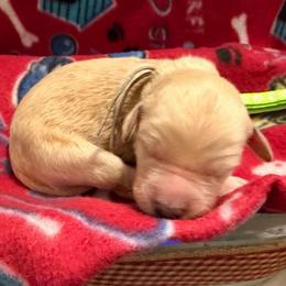Shiloh- Lime collar - Cream female Goldendoodle puppy in Van Buren, Missouri from Jami’s Goldendoodles & Poodles