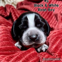Number 5 - Black and white male English Springer Spaniel puppy in Natural Bridge, Virginia from Sara's English Springer Spaniels